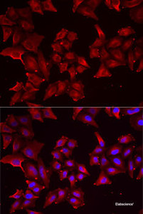 Immunofluorescence analysis of MCF7 cells using PCBD1 Polyclonal Antibody