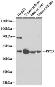 Western blot analysis of extracts of various cell lines using PPOX Polyclonal Antibody at dilution of 1:1000.