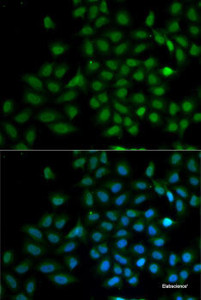 Immunofluorescence analysis of MCF7 cells using KLF10 Polyclonal Antibody