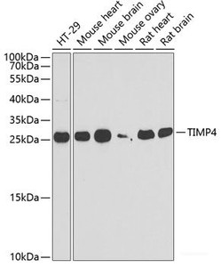 Western blot analysis of extracts of various cell lines using TIMP4 Polyclonal Antibody at dilution of 1:1000.