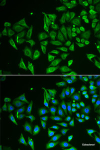 Immunofluorescence analysis of HeLa cells using CLEC3B Polyclonal Antibody