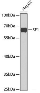 Western blot analysis of extracts of HepG2 cells using SF1 Polyclonal Antibody at dilution of 1:1000.