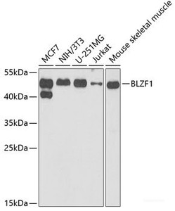 Western blot analysis of extracts of various cell lines using BLZF1 Polyclonal Antibody at dilution of 1:1000.
