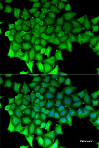 Immunofluorescence analysis of MCF7 cells using RNGTT Polyclonal Antibody