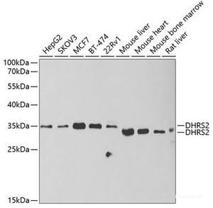 Western blot analysis of extracts of various cell lines using DHRS2 Polyclonal Antibody at dilution of 1:1000.