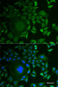 Immunofluorescence analysis of U2OS cells using C1D Polyclonal Antibody