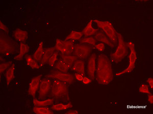 Immunofluorescence analysis of U2OS cells using TRPV5 Polyclonal Antibody