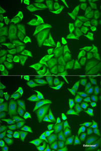 Immunofluorescence analysis of U2OS cells using NGB Polyclonal Antibody