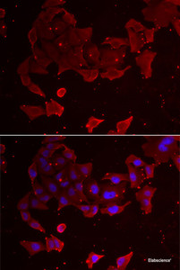 Immunofluorescence analysis of A549 cells using FLCN Polyclonal Antibody