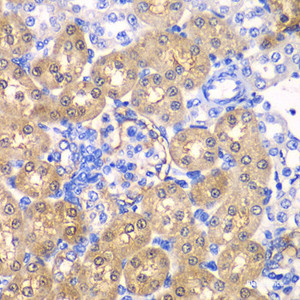 Immunohistochemistry of paraffin-embedded Rat kidney using HPD Polyclonal Antibody at dilution of 1:100 (40x lens) .