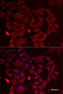 Immunofluorescence analysis of MCF7 cells using ADSS Polyclonal Antibody