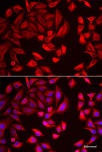 Immunofluorescence analysis of HeLa cells using CCT2 Polyclonal Antibody