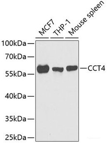 Western blot analysis of extracts of various cell lines using CCT4 Polyclonal Antibody at dilution of 1:1000.