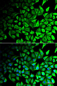 Immunofluorescence analysis of HeLa cells using DPP7 Polyclonal Antibody