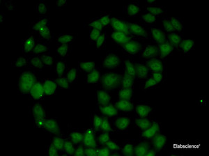 Immunofluorescence analysis of U2OS cells using FGF14 Polyclonal Antibody