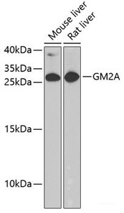 Western blot analysis of extracts of various cell lines using GM2A Polyclonal Antibody at dilution of 1:1000.