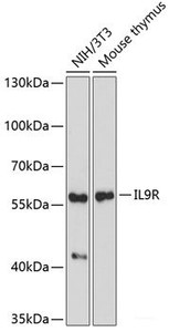 Western blot analysis of extracts of various cell lines using IL9R Polyclonal Antibody at dilution of 1:1000.