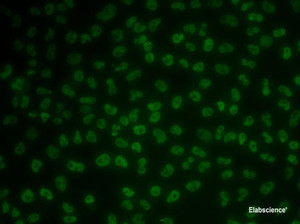 Immunofluorescence analysis of MCF7 cells using KHDRBS3 Polyclonal Antibody