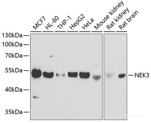 Western blot analysis of extracts of various cell lines using NEK3 Polyclonal Antibody at dilution of 1:1000.