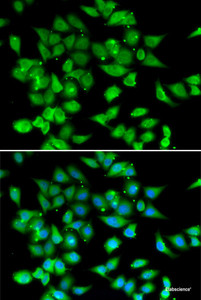 Immunofluorescence analysis of HeLa cells using NFATC3 Polyclonal Antibody