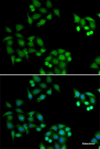 Immunofluorescence analysis of HeLa cells using NSFL1C Polyclonal Antibody