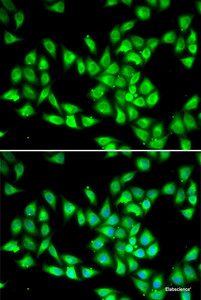 Immunofluorescence analysis of HeLa cells using PCMT1 Polyclonal Antibody