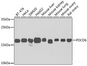 Western blot analysis of extracts of various cell lines using PDCD6 Polyclonal Antibody at dilution of 1:1000.
