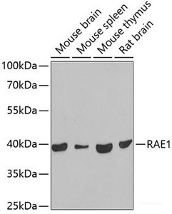 Western blot analysis of extracts of various cell lines using RAE1 Polyclonal Antibody at dilution of 1:1000.