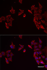 Immunofluorescence analysis of MCF7 cells using RAMP3 Polyclonal Antibody