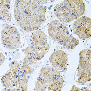 Immunohistochemistry of paraffin-embedded Human stomach using RAPSN Polyclonal Antibody at dilution of 1:100 (40x lens) .