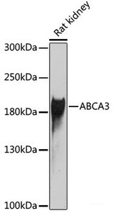 Western blot analysis of extracts of Rat kidney using ABCA3 Polyclonal Antibody at dilution of 1:1000.