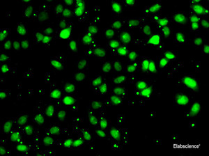 Immunofluorescence analysis of HeLa cells using NUDT2 Polyclonal Antibody