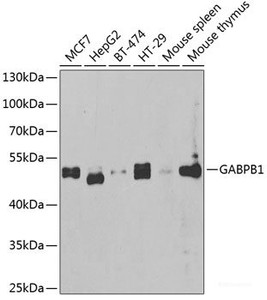 Western blot analysis of extracts of various cell lines using GABPB1 Polyclonal Antibody at dilution of 1:1000.