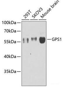 Western blot analysis of extracts of various cell lines using GPS1 Polyclonal Antibody at dilution of 1:1000.