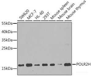 Western blot analysis of extracts of various cell lines using POLR2H Polyclonal Antibody at dilution of 1:1000.