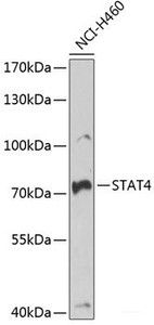Western blot analysis of extracts of NCI-H460 cells using STAT4 Polyclonal Antibody at dilution of 1:1000.