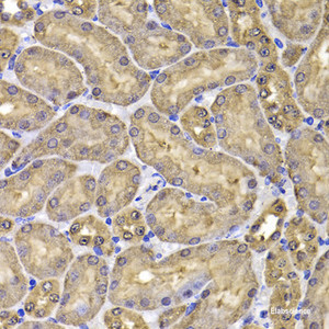 Immunohistochemistry of paraffin-embedded Mouse kidney using FKBP6 Polyclonal Antibody at dilution of 1:100 (40x lens) .