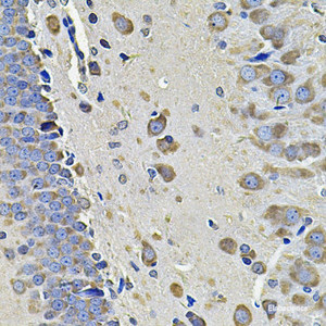 Immunohistochemistry of paraffin-embedded Rat brain using EIF3C Polyclonal Antibody at dilution of 1:100 (40x lens) .