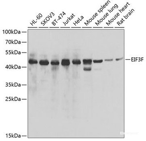 Western blot analysis of extracts of various cell lines using EIF3F Polyclonal Antibody at dilution of 1:1000.