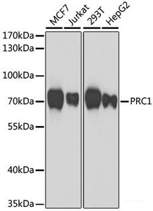 Western blot analysis of extracts of various cell lines using PRC1 Polyclonal Antibody at dilution of 1:1000.