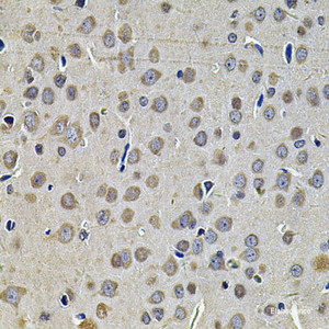 Immunohistochemistry of paraffin-embedded Rat brain using DNAJA3 Polyclonal Antibody at dilution of 1:100 (40x lens) .