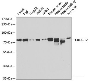 Western blot analysis of extracts of various cell lines using CBFA2T2 Polyclonal Antibody at dilution of 1:1000.