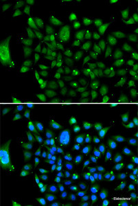 Immunofluorescence analysis of U2OS cells using NCOR1 Polyclonal Antibody