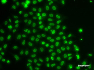 Immunofluorescence analysis of U2OS cells using TOX Polyclonal Antibody