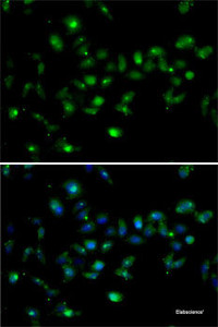 Immunofluorescence analysis of MCF7 cells using MORF4L1 Polyclonal Antibody