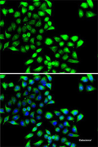 Immunofluorescence analysis of MCF7 cells using COPS6 Polyclonal Antibody