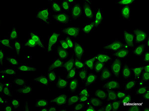 Immunofluorescence analysis of A549 cells using GCA Polyclonal Antibody