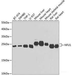 Western blot analysis of extracts of various cell lines using NFU1 Polyclonal Antibody at dilution of 1:1000.