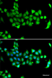 Immunofluorescence analysis of A549 cells using HSPA14 Polyclonal Antibody
