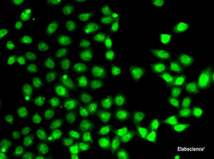 Immunofluorescence analysis of A-549 cells using EAF2 Polyclonal Antibody